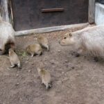 須坂市動物園カピバラ