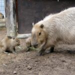 須坂市動物園カピバラ