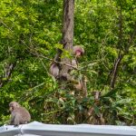 峰の原高原の野生のサル