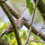 須坂アートパークの野鳥