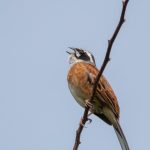 須坂アートパークの野鳥
