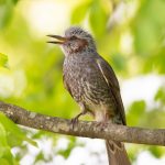 須坂アートパークの野鳥