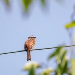須坂アートパークの野鳥