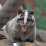ハクビシンのシンちゃん