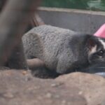 ハクビシンのシンちゃん