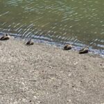 カモひなたぼっこ