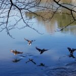 Active ducks