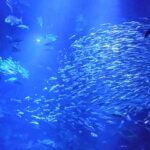 京都水族館の水槽