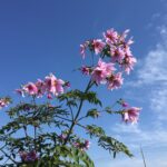 青空に咲く花