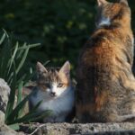 青島の猫の親子