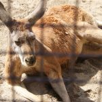 アカカンガルー