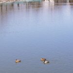 Swimming ducks