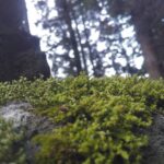 苔の世界