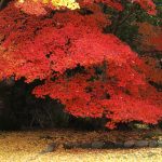 乾坤院の紅葉