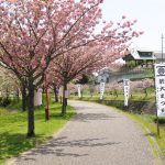 八重桜が咲く於大のみち