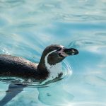 フンボルトペンギン
