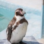 フンボルトペンギンのお昼寝