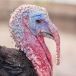 シチメンチョウ