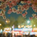 鶴舞公園の桜