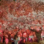 鶴舞公園の桜