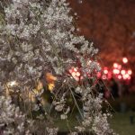 鶴舞公園の桜