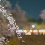 鶴舞公園の桜