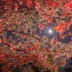 鶴舞公園の桜と月