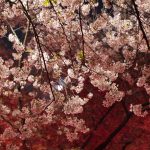 鶴舞公園の桜