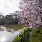 於大公園の桜
