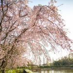 於大公園の桜