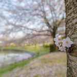於大公園の桜