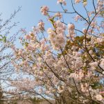 於大公園の桜