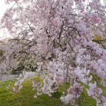 於大公園の桜