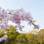 於大公園の桜