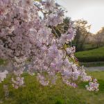 於大公園の桜