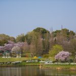 於大公園の桜