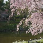 於大公園の桜