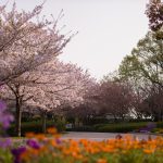 於大公園の桜