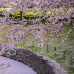 於大公園の桜