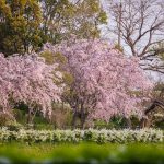 於大公園の桜