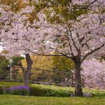 於大公園の桜