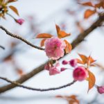 於大公園の花