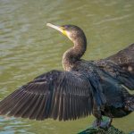 於大公園の鳥