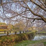 於大公園の桜とこのはな館