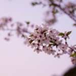 雁宿公園の桜