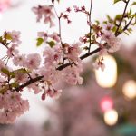 雁宿公園の桜