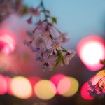 雁宿公園の桜
