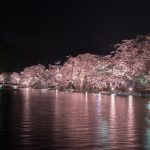 臥竜公園の夜桜