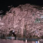 臥竜公園の夜桜