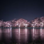 臥竜公園の夜桜